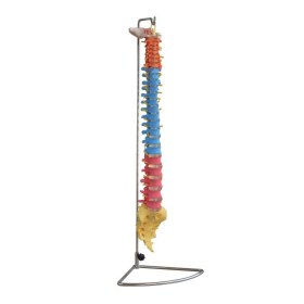 Didactic Vertebral Column