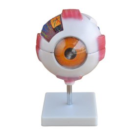 Giant Eye Model