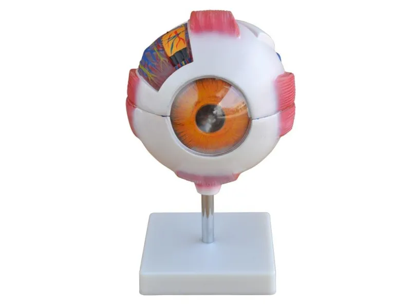 Giant Eye Model Giant Eye Model