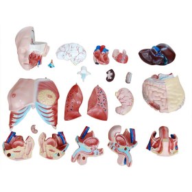 Πρόπλασμα ανθρώπινου σώματος Tri-Sex, 21-μέρη XC-204A - 