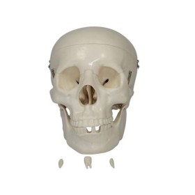Life-Size Skull