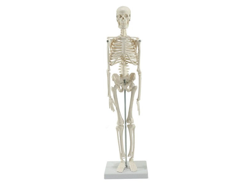 Anatomical Skeleton Model Η129991 Anatomical Skeleton Model Η129991