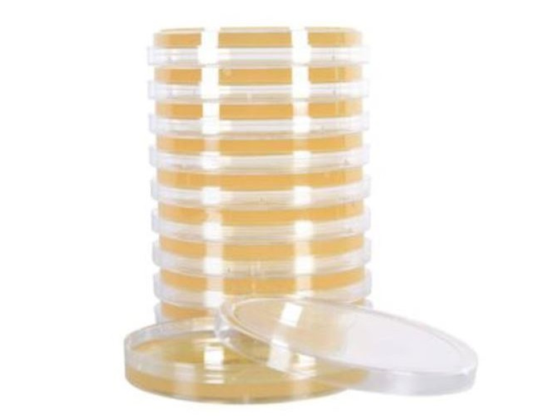 20 Pcs Nutrient Agar Plates 7cm Pre Poured Petri Dishes For Lab Experiment Science Cultivation Storage School Research Practical - View #4