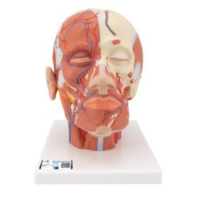 Head Musculature Model with Blood Vessels