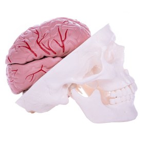 Human Skull and Brain Model H139150