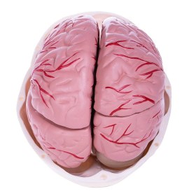 Human Skull and Brain Model H139150