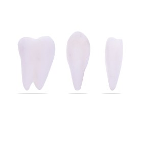 Human Skull and Brain Model H139150