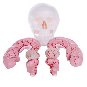 Human Skull and Brain Model H139150