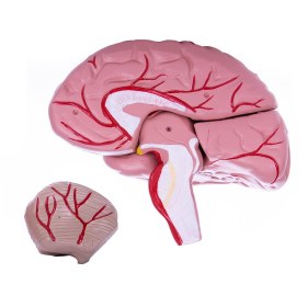 Human Skull and Brain Model H139150