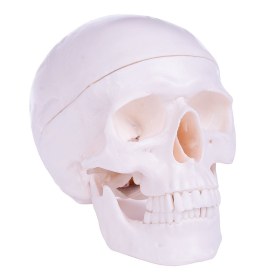 Human Skull and Brain Model H139150