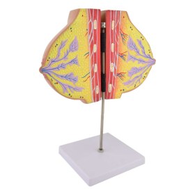 Πρόπλασμα γυναικείου στήθους H139032 - Πρόπλασμα γυναικείου στήθους H139032