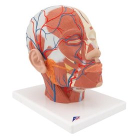 Πρόπλασμα κεφάλης με μυϊκό σύστημα και αιμοφόρα αγγεία 