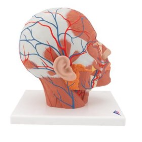 Πρόπλασμα κεφάλης με μυϊκό σύστημα και αιμοφόρα αγγεία 