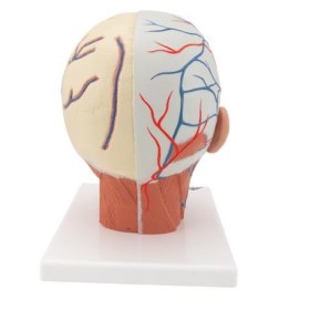 Πρόπλασμα κεφάλης με μυϊκό σύστημα και αιμοφόρα αγγεία 