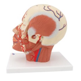 Πρόπλασμα κεφάλης με μυϊκό σύστημα και αιμοφόρα αγγεία 