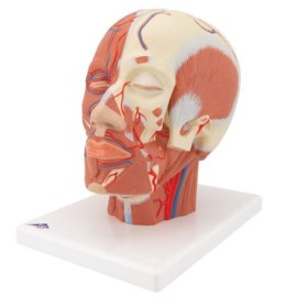 Πρόπλασμα κεφάλης με μυϊκό σύστημα και αιμοφόρα αγγεία 