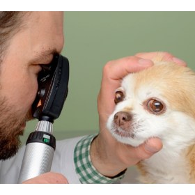 Κτηνιατρικό διαγνωστικό σετ σχισμοειδούς λυχνίας G100 LED 2.5V Heine | Με οφθαλμοσκόπιο - 