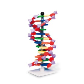 Double-Stranded DNA Template 12 Segments