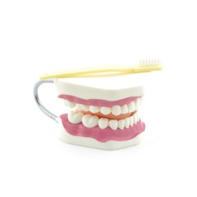 Πρόπλασμα οδοντικής υγιεινής με οδοντόβουρτσα