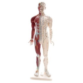 Acupuncture model with muscles