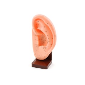 Acupuncture model of an ear