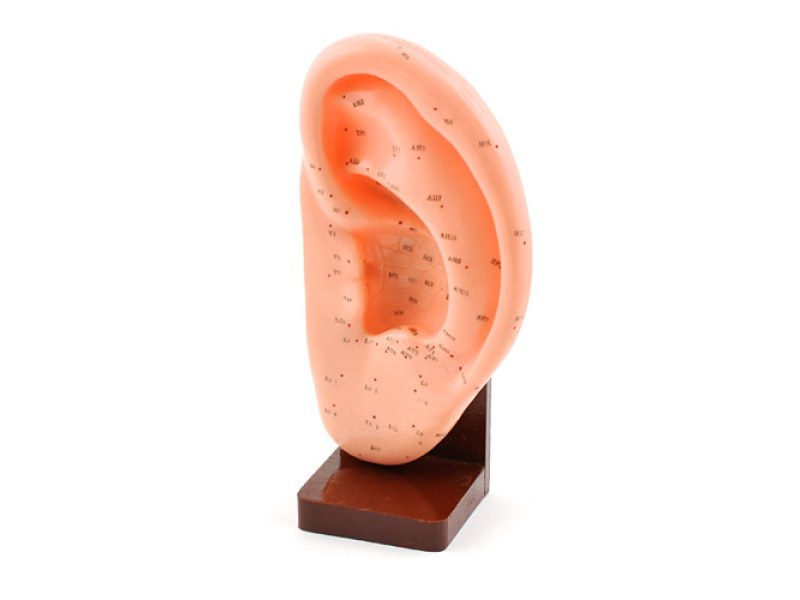 Acupuncture model of an ear Acupuncture model of an ear
