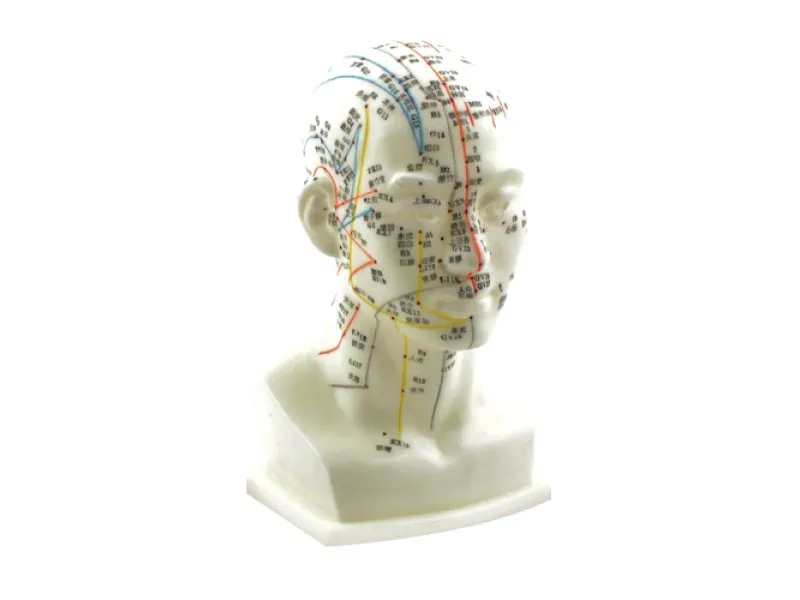 Acupuncture model of a human head Acupuncture model of a human head