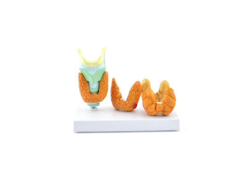 Model of Thyroid Diseases 139065 (127120) Model of Thyroid Diseases 139065 (127120)
