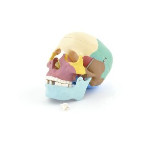 Κρανίο έγχρωμο για εκπαιδευτικούς σκοπούς 129989