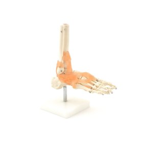 Μοντέλο ποδιού - αστραγάλου H130247