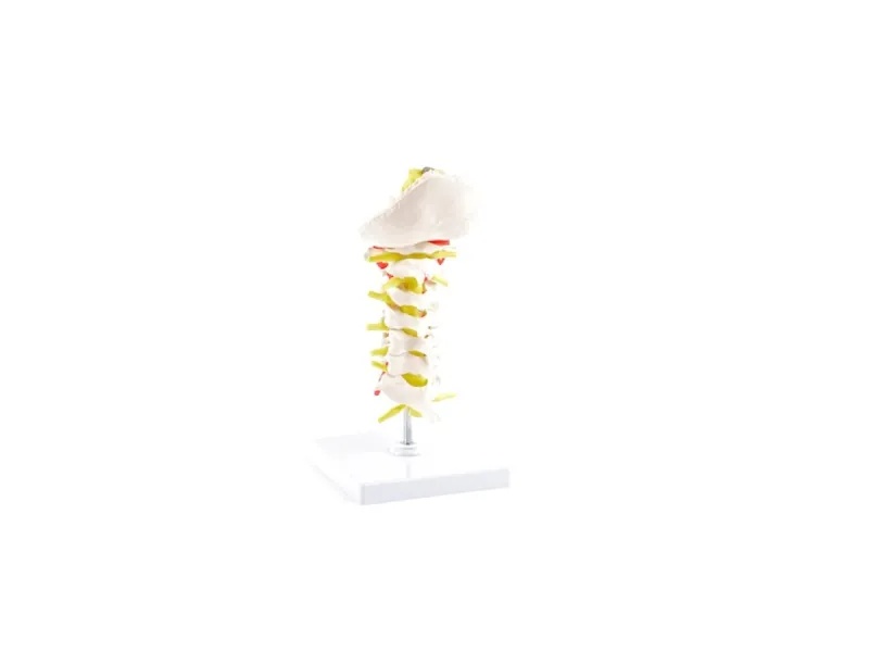 Human cervical spinal column model H131068 Human cervical spinal column model H131068