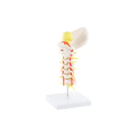 Human cervical spinal column model H131068 - 