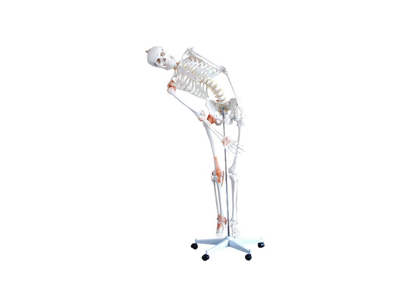 Flexible Skeleton with Ligaments Η130985 Flexible Skeleton with Ligaments Η130985