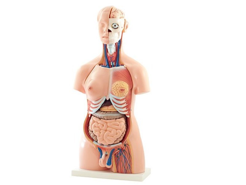 40-part torso model 126108 40-part torso model 126108