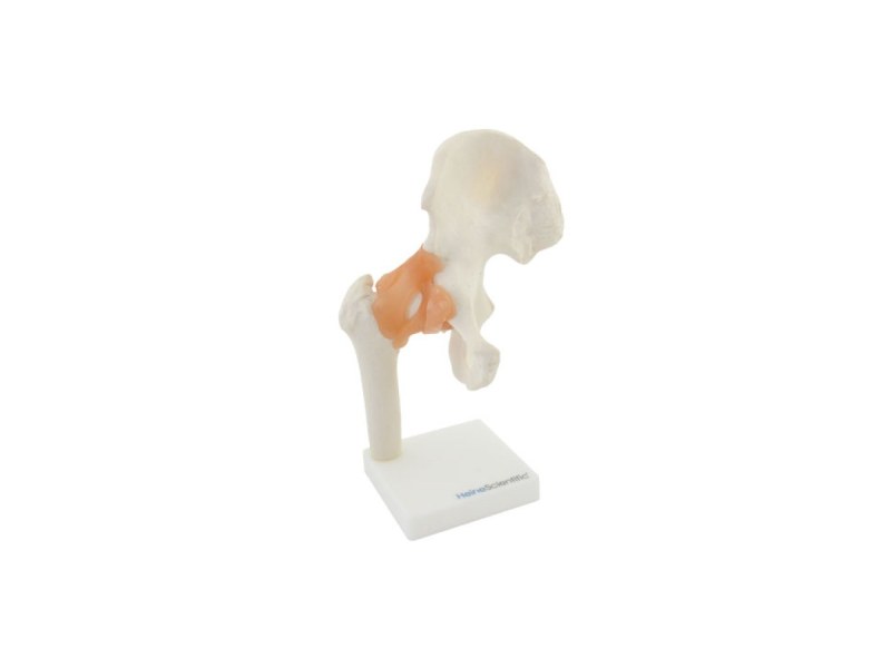 Hip Joint with Ligaments H130491 Hip Joint with Ligaments H130491