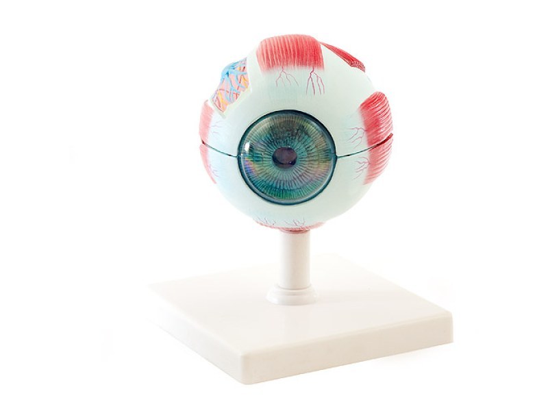 Eye Model 139036 Eye Model 139036
