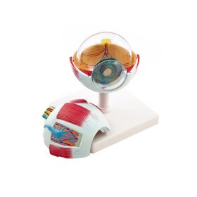 Πρόπλασμα ματιού 139036 - 