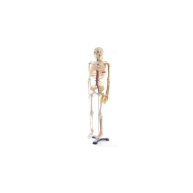 Anatomical Skeleton Model with Nerves and Blood Vessels Η130497