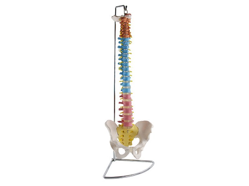 Didactic Vertebral Column with Pelvis H131267 Didactic Vertebral Column with Pelvis H131267