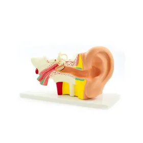 Model of a Human Ear 139035