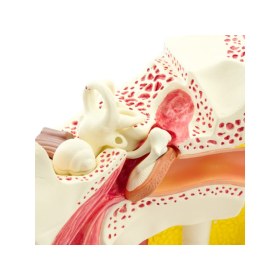 Πρόπλασμα ανθρώπινου αυτιού 139035 - 