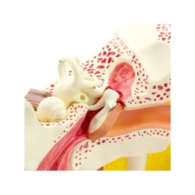 Πρόπλασμα ανθρώπινου αυτιού 139035 - 