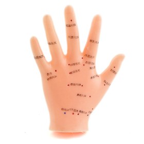 Hand Acupuncture Model - 