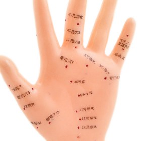 Hand Acupuncture Model