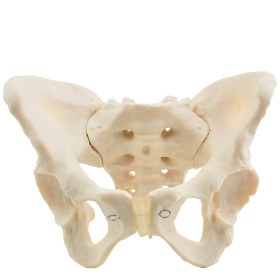 Pelvic Skeleton, female Pelvis H130494