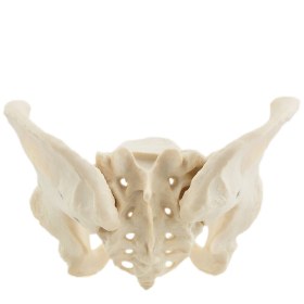 Μοντέλο γυναικείας λεκάνης H130494 - 