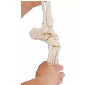 Εύκαμπτος Σκελετός Ποδιού με εισαγωγή κνήμης και περόνης