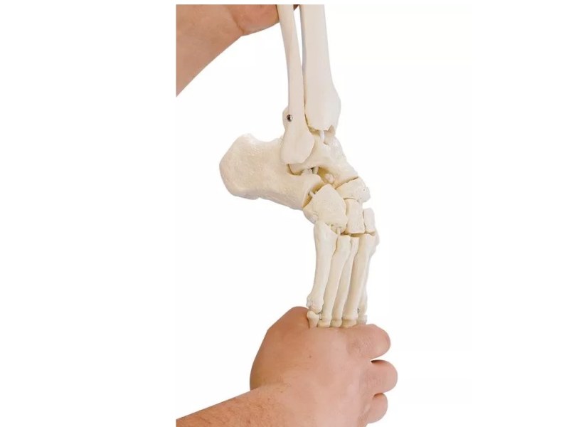 Flexible Skeleton of Foot with tibia and fibula insertion Flexible Skeleton of Foot with tibia and fibula insertion