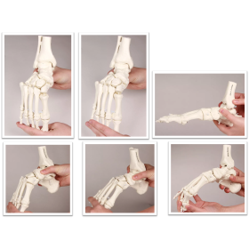 Flexible Skeleton of Foot with tibia and fibula insertion - 
